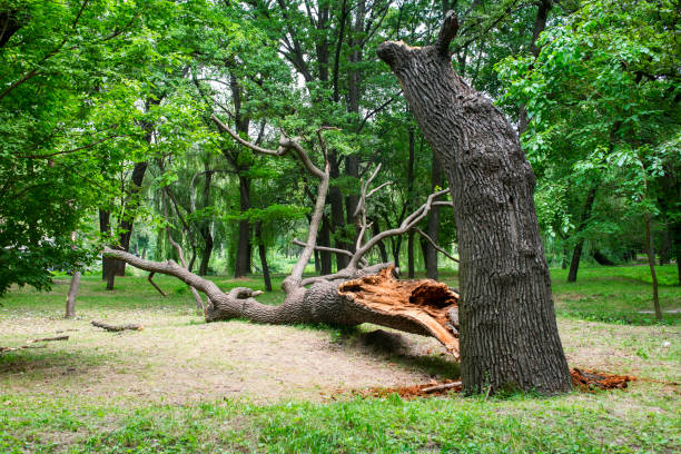 How Our Tree Care Process Works  in  Urbana, IL