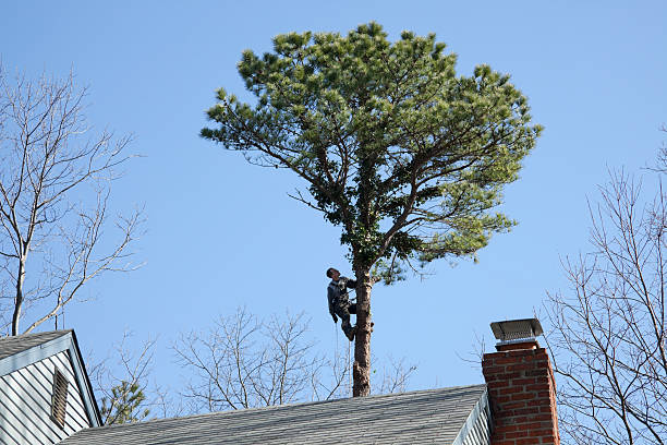 Best Tree and Shrub Care  in Urbana, IL